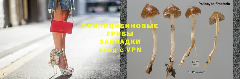 мега маркетплейс  Калач  Псилоцибиновые грибы Psilocybine cubensis 